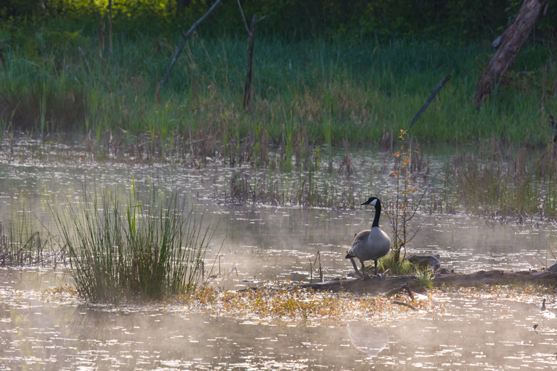 Canadian Goose